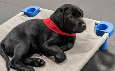 Puppy Training